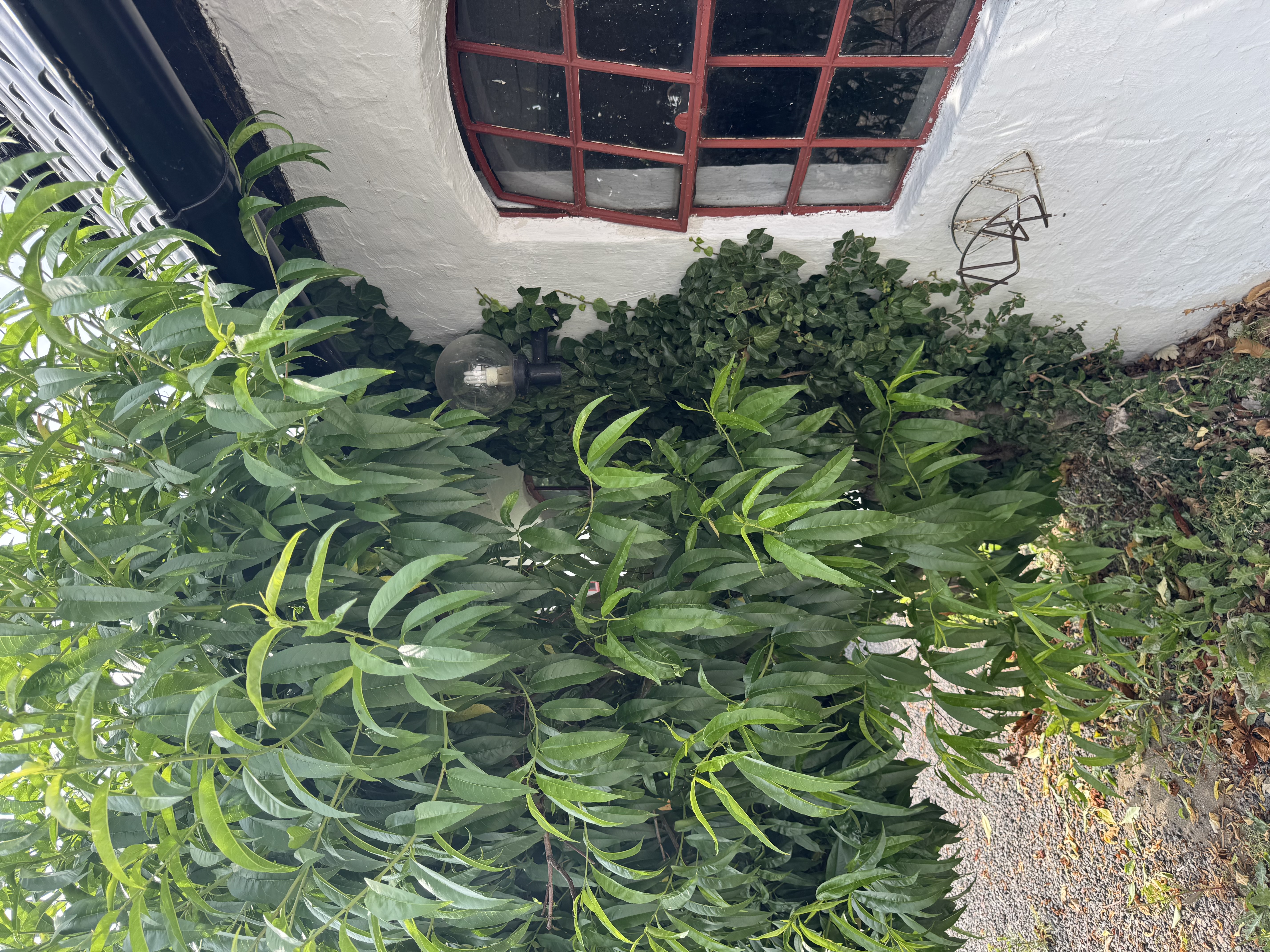 Begrüntes weißes Hofgebäude mit rotem Fenster